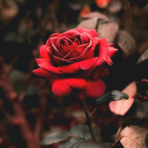 دانلود آهنگ جدید وفا شریفوا و نفس بنام پاپوری ۲۰۲۲